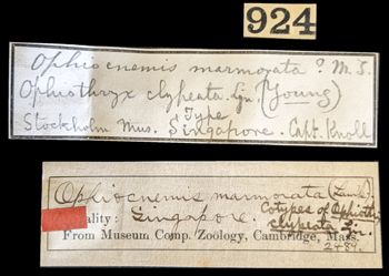 Media type: image;   Invertebrate Zoology OPH-2489 Aspect: labels